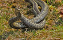 Adders fighting