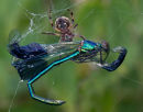 Demoiselle caught in web