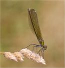 Demoiselle at Bramford