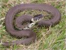 Grass snake