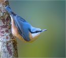 Nuthatch