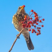 Fieldfare