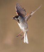 Reed bunting in-flight