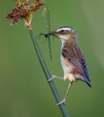 Sedge warbler with demoiselle