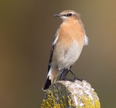 Wheatear