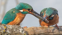Kingfisher passing fish