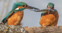 Kingfisher passing Fish