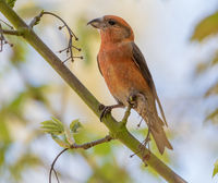 Crossbill