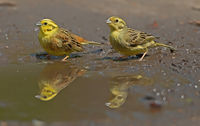 Yellowhammers