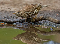 Mistle Thrush