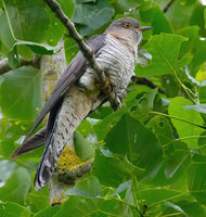 Cuckoo