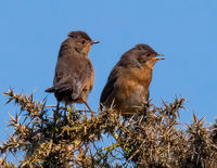 Young Dartford Warblers