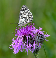 Marbled White on Thistle