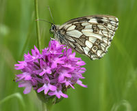 Marbled White on Pyramidal Orchid
