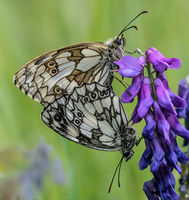 Marbled White Paired