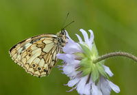 Marbled White