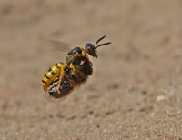 Beewolf wasp with Honeybee