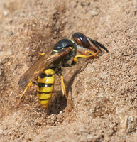 Beewolf wasp
