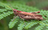 Grashopper