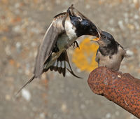 Swallow Feeding young