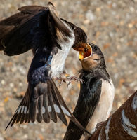 Swallow feeding young