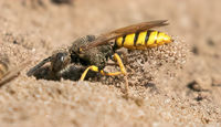 Beewolf wasp burrowing