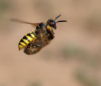 Beewolf wasp with Honeybee