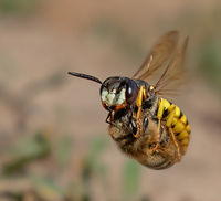 Beewolf wasp with Honeybee