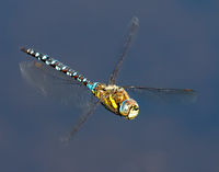 Migrant Hawker