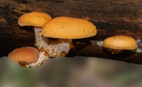 Wrinkled Peach Mushroom