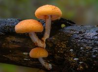 Wrinkled Peach Mushroom