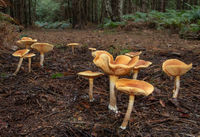 Russula Fungi