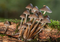 Glistening Inkcaps