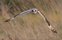 Short Eared Owl