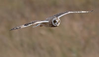 Short Eared Owl