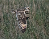 Short Eared Owl