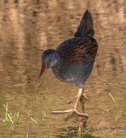 Water Rail on Ice