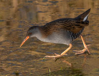 Water Rail on Ice