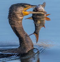 Cormorant with Roach