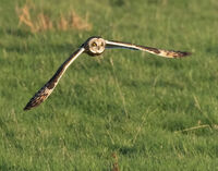 Short Eared Owl