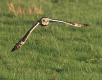 Short Eared Owl