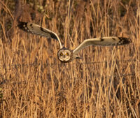 Short Eaded Owl