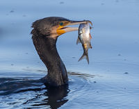 Cormorant with Roach