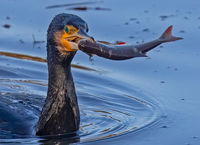 Cormorant with Roach