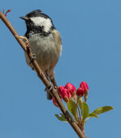 Coal tit