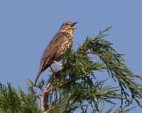 Missle Thrush