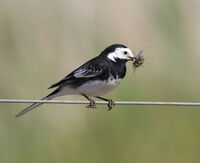 Swallow
