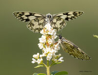 Marbled White