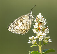 Marbled White