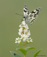 Marbled White
